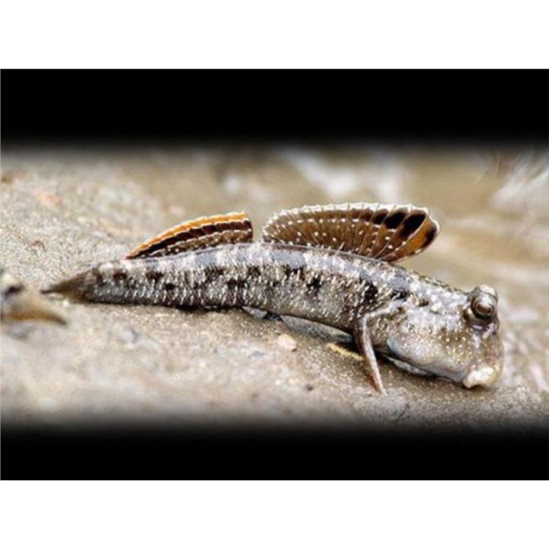 Periopthalmus papilio - imagine 3